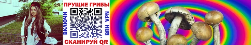 Галлюциногенные грибы Psilocybine cubensis  Себеж 